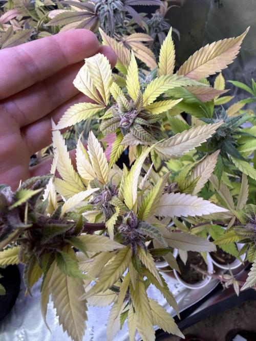 Misc. Breeding Projects. Week 10