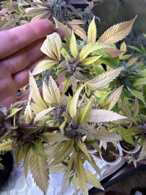 Misc. Breeding Projects. Week 10