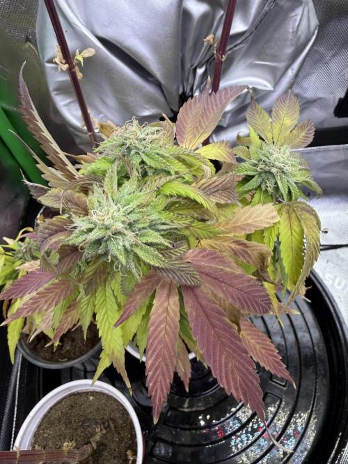 Double Rainbow - Tester grow. Week 12