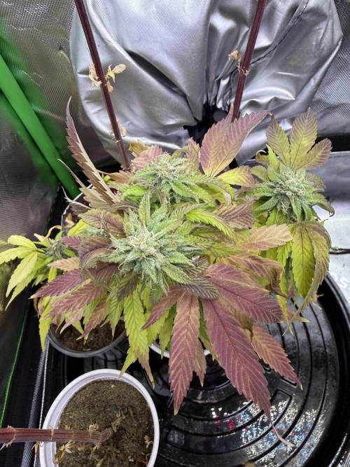 Double Rainbow - Tester grow. Week 12