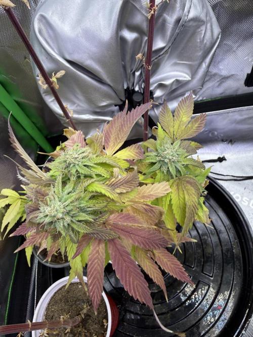 Double Rainbow - Tester grow. Week 12