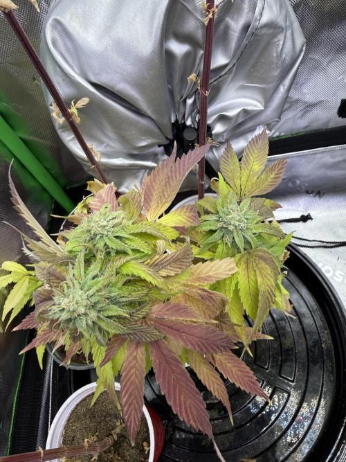 Double Rainbow - Tester grow. Week 12