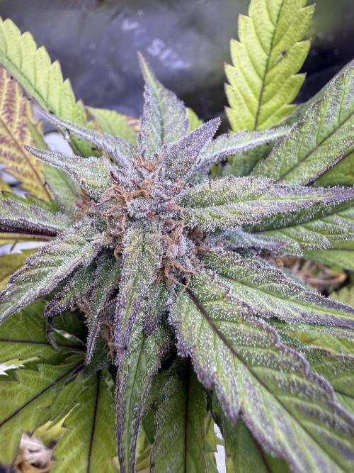 Eternity Grow Cup 2026 - Sticky Broccoli. Week 13
