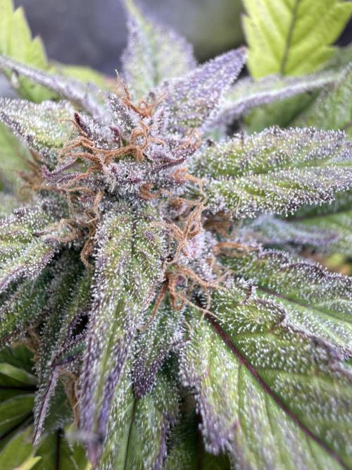 Eternity Grow Cup 2026 - Sticky Broccoli. Week 13