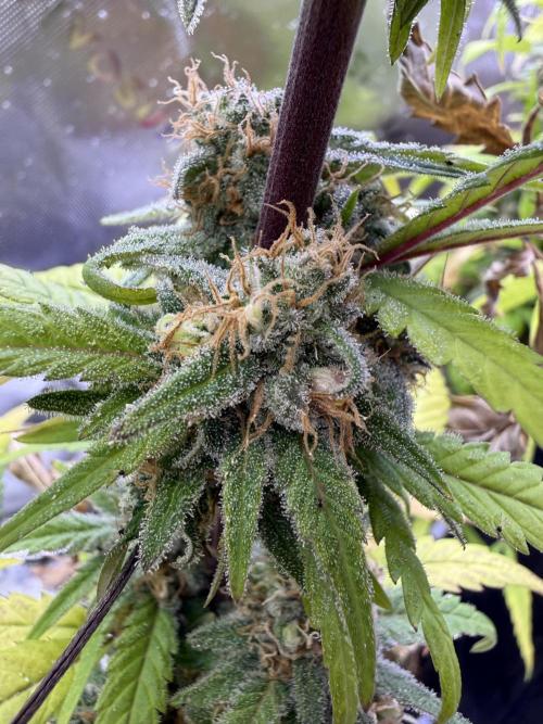 Eternity Grow Cup 2026 - Sticky Broccoli. Week 13