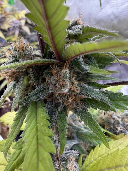 Eternity Grow Cup 2026 - Sticky Broccoli. Week 13