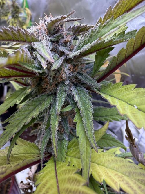 Eternity Grow Cup 2026 - Sticky Broccoli. Week 13