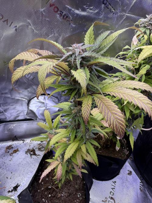 Eternity Grow Cup 2026 - Sticky Broccoli. Week 13