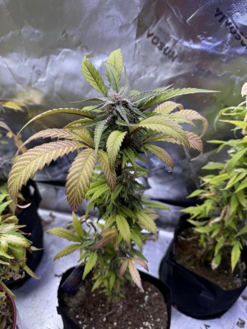 Eternity Grow Cup 2026 - Sticky Broccoli. Week 14