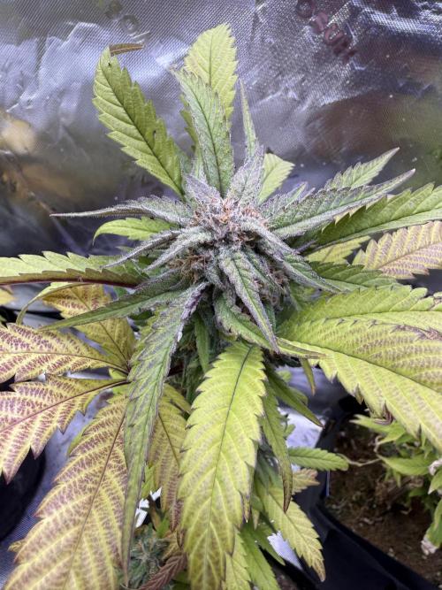 Eternity Grow Cup 2026 - Sticky Broccoli. Week 14