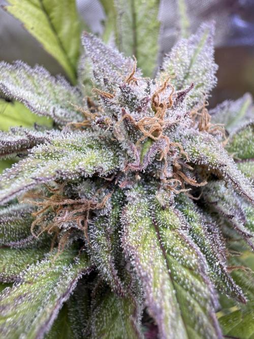 Eternity Grow Cup 2026 - Sticky Broccoli. Week 14