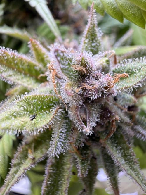 Eternity Grow Cup 2026 - Sticky Broccoli. Week 14