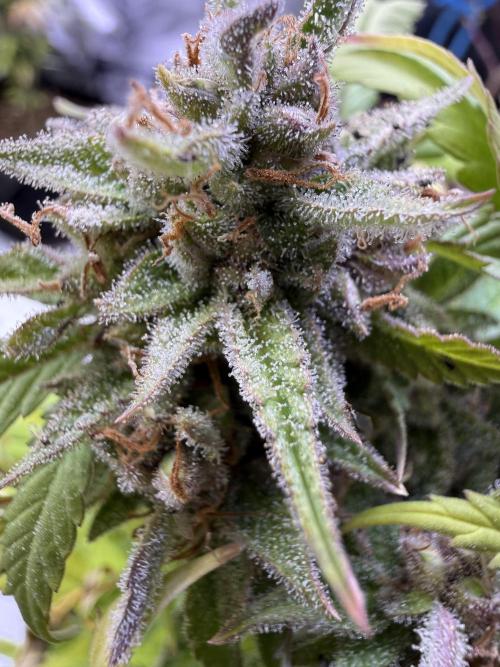 Eternity Grow Cup 2026 - Sticky Broccoli. Week 14