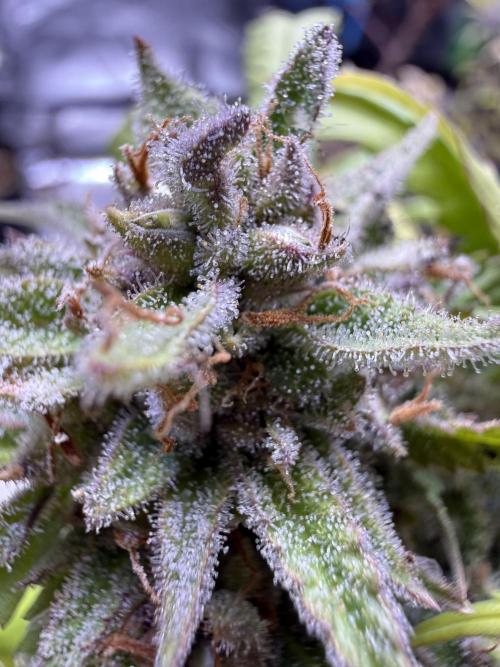 Eternity Grow Cup 2026 - Sticky Broccoli. Week 14