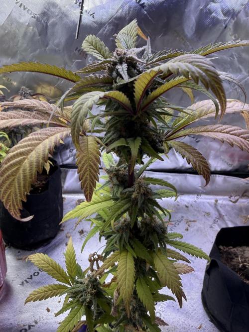 Eternity Grow Cup 2026 - Sticky Broccoli. Week 14
