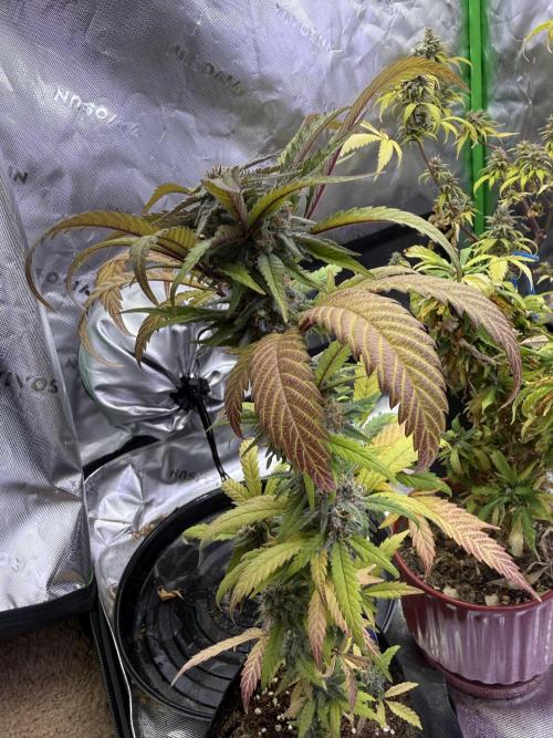 Eternity Grow Cup 2026 - Sticky Broccoli. Week 14