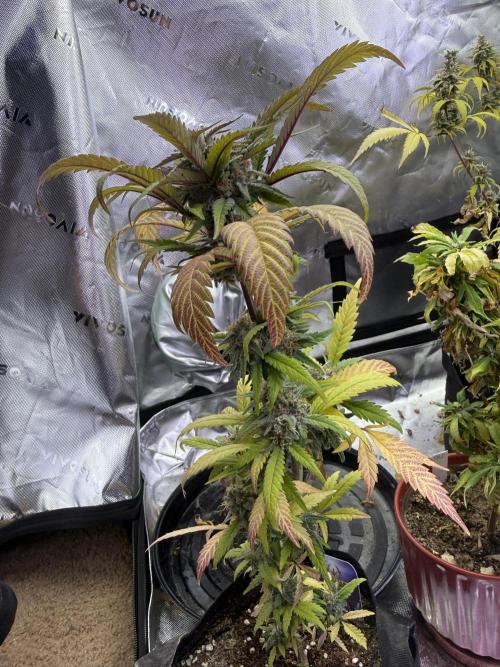 Eternity Grow Cup 2026 - Sticky Broccoli. Week 14