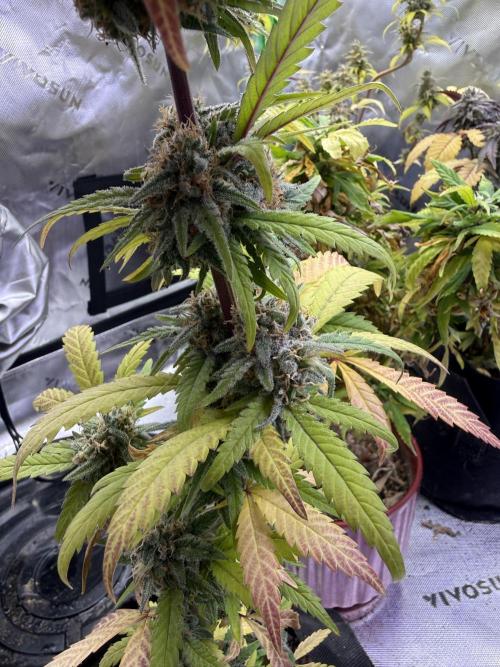 Eternity Grow Cup 2026 - Sticky Broccoli. Week 14