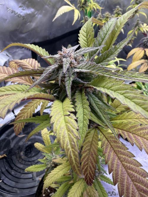 Eternity Grow Cup 2026 - Sticky Broccoli. Week 14