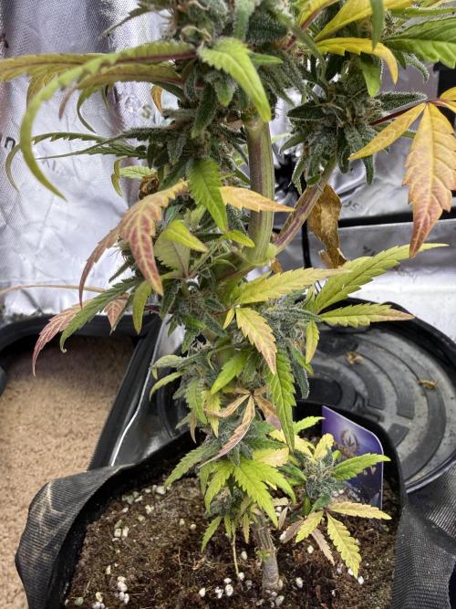 Eternity Grow Cup 2026 - Sticky Broccoli. Week 14