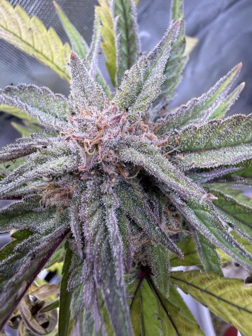 Eternity Grow Cup 2026 - Sticky Broccoli. Week 15