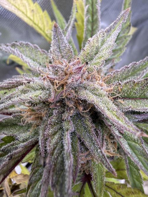 Eternity Grow Cup 2026 - Sticky Broccoli. Week 15
