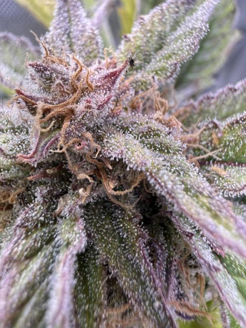 Eternity Grow Cup 2026 - Sticky Broccoli. Week 15