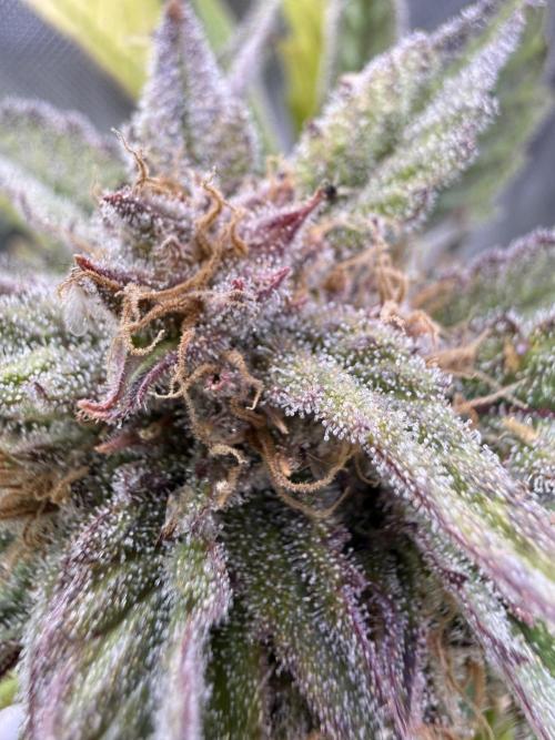 Eternity Grow Cup 2026 - Sticky Broccoli. Week 15