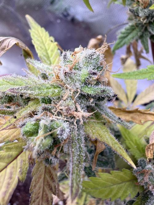 Eternity Grow Cup 2026 - Sticky Broccoli. Week 15