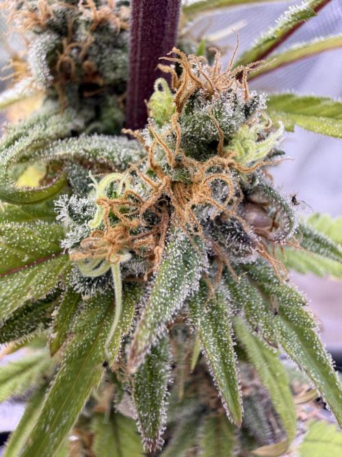 Eternity Grow Cup 2026 - Sticky Broccoli. Week 15