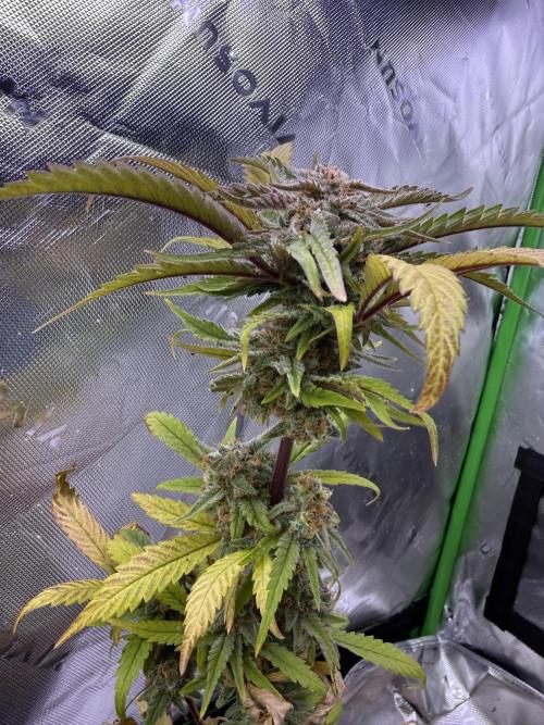 Eternity Grow Cup 2026 - Sticky Broccoli. Week 15