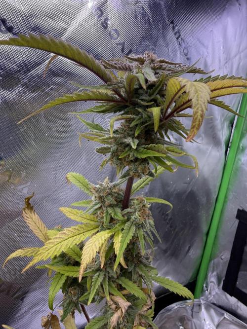 Eternity Grow Cup 2026 - Sticky Broccoli. Week 15