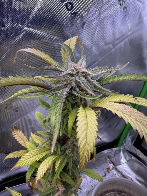 Eternity Grow Cup 2026 - Sticky Broccoli. Week 15