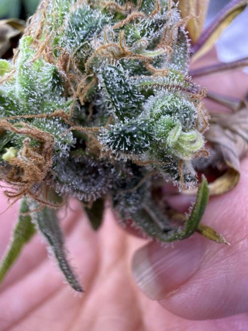 Eternity Grow Cup 2026 - Sticky Broccoli. Week 15