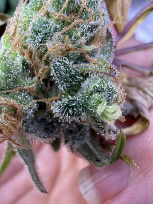 Eternity Grow Cup 2026 - Sticky Broccoli. Week 15