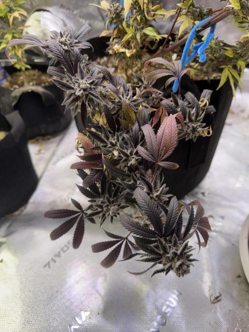 Slurricane Photo Grow. Week 14