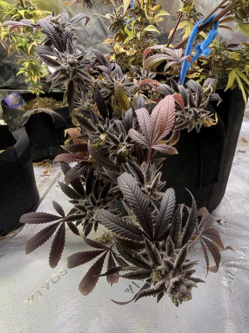 Slurricane Photo Grow. Week 14