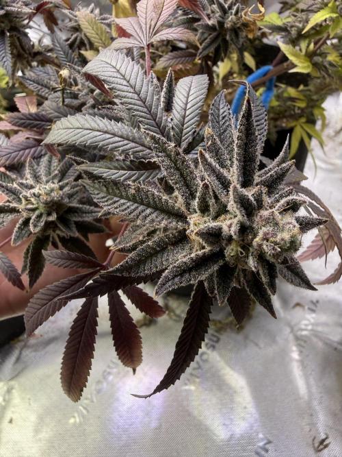 Slurricane Photo Grow. Week 14
