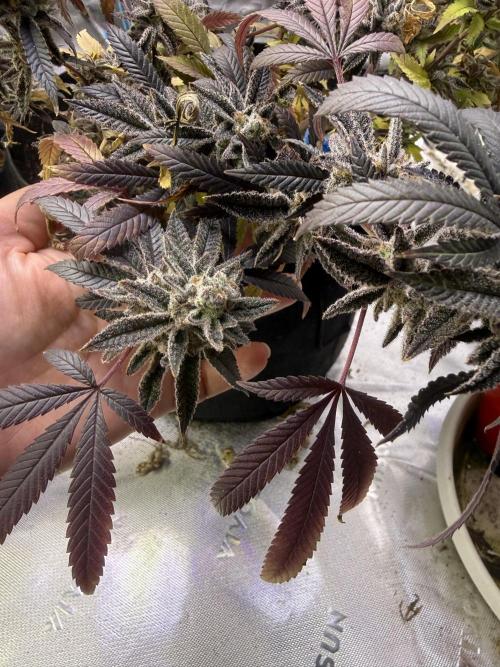 Slurricane Photo Grow. Week 14
