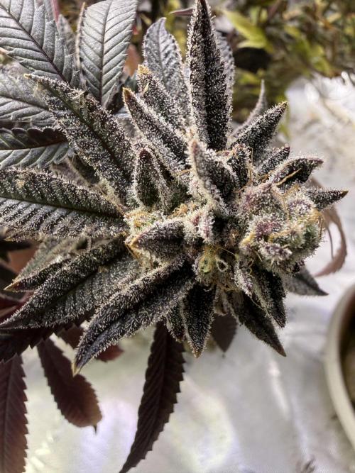 Slurricane Photo Grow. Week 14