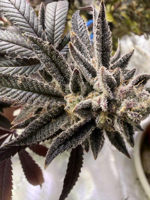 Slurricane Photo Grow. Week 14