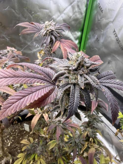 Slurricane Photo Grow. Week 14