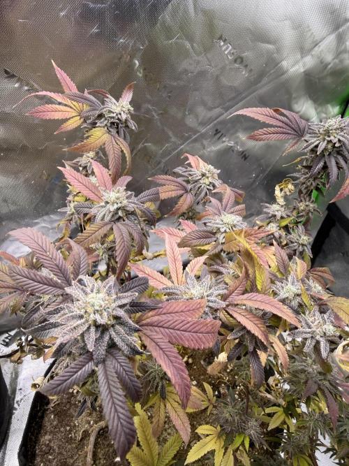 Slurricane Photo Grow. Week 14
