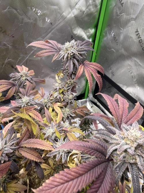 Slurricane Photo Grow. Week 14