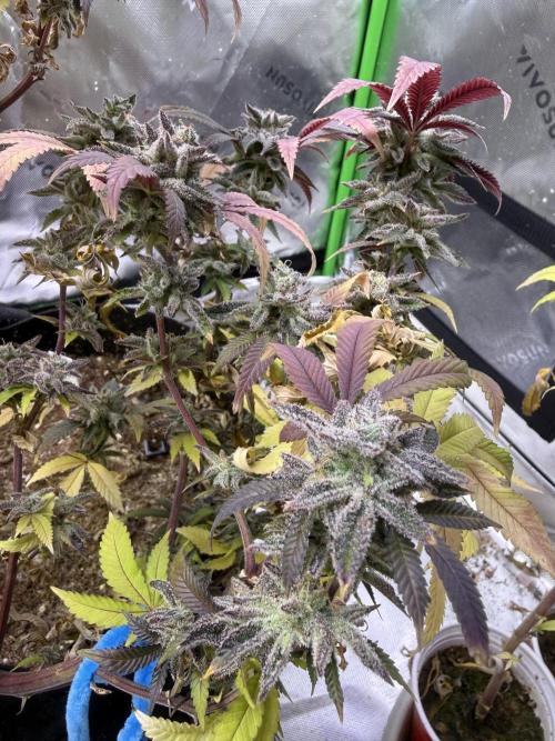Slurricane Photo Grow. Week 14