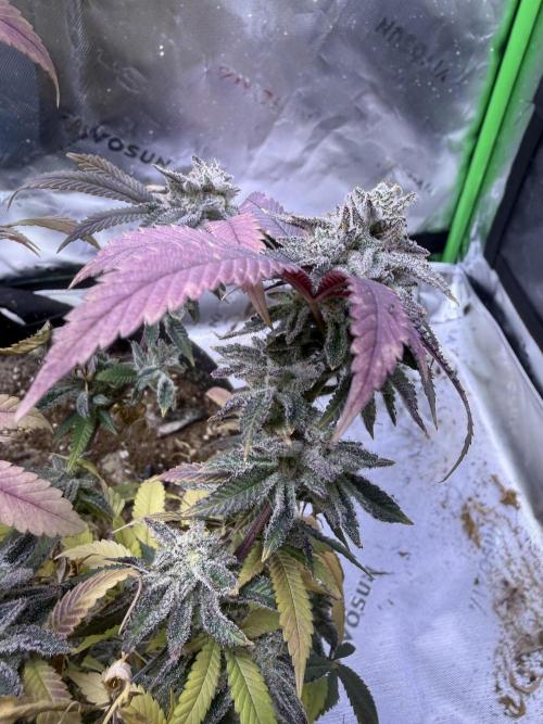 Slurricane Photo Grow. Week 14