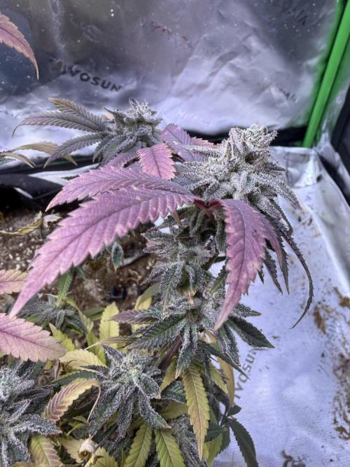 Slurricane Photo Grow. Week 14