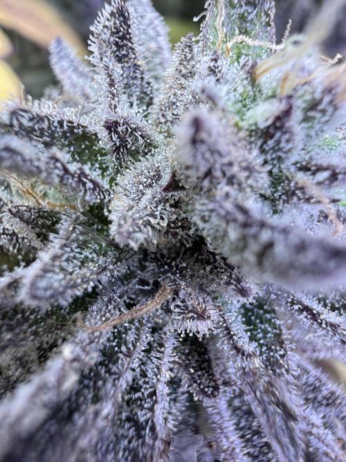 Slurricane Photo Grow. Week 14