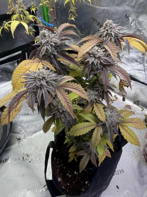 Slurricane Photo Grow. Week 14