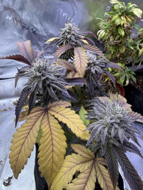 Slurricane Photo Grow. Week 14
